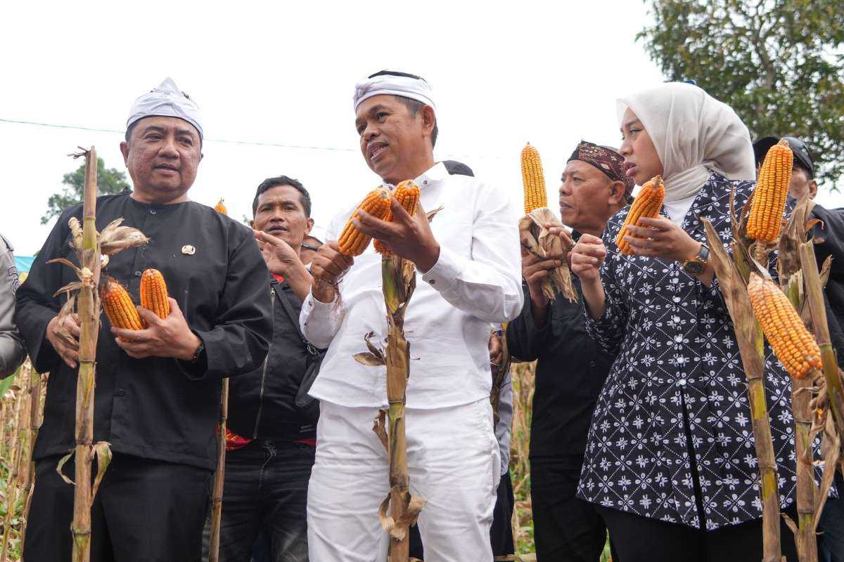 Panen Jagung di Garut, Gubernur Dedi Mulyadi Dorong Sektor Pertanian Sebagai Pilar Utama Ekonomi Desa