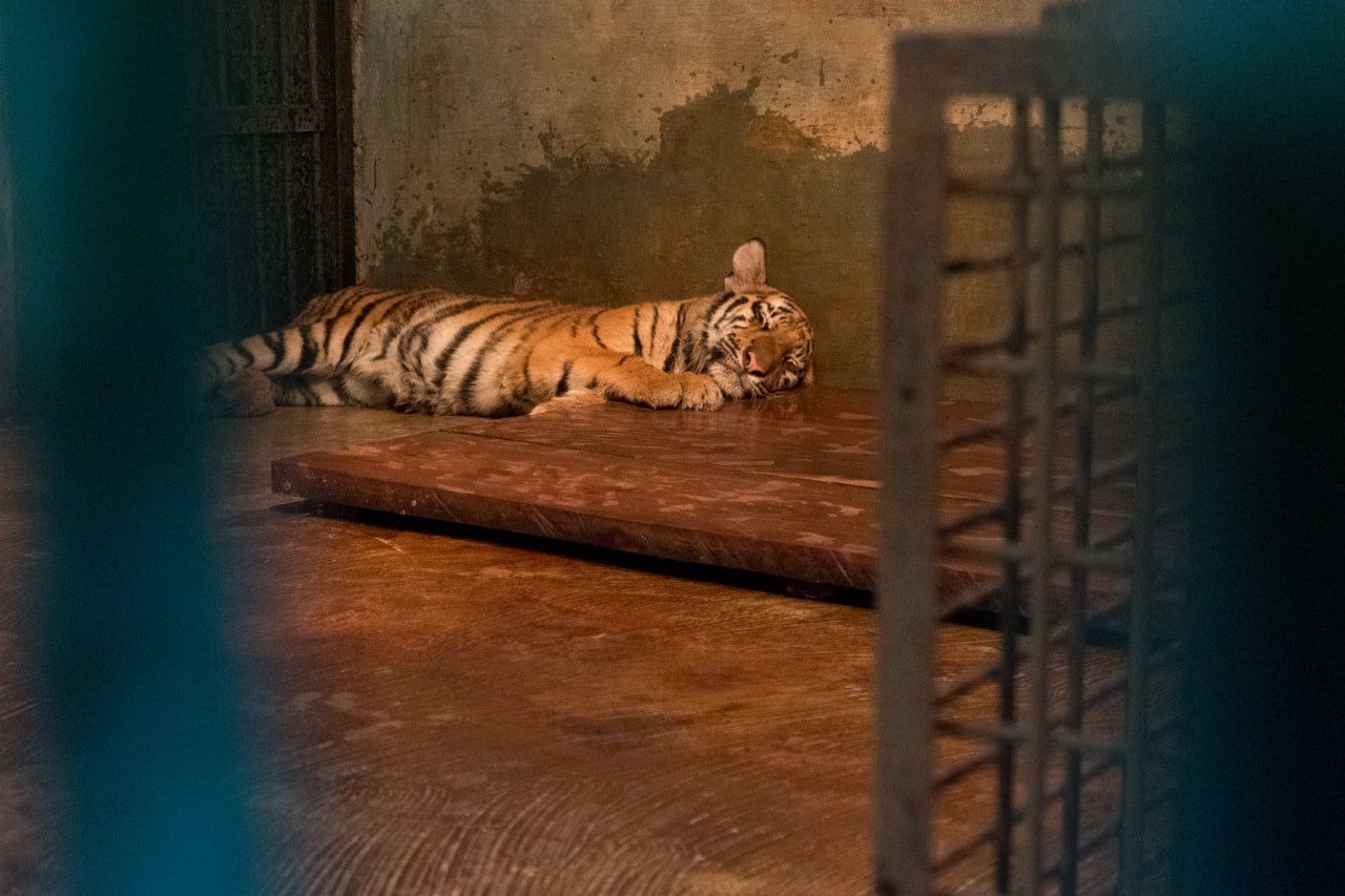 Duka di Kebun Binatang! Kematian Anak Harimau Bandung 2026 Akibat Virus Ganas Picu Evaluasi Total Biosekuriti